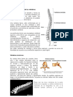 Estructura y Función de Las Vértebras