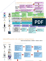 Flujograma Celula Sanguinea