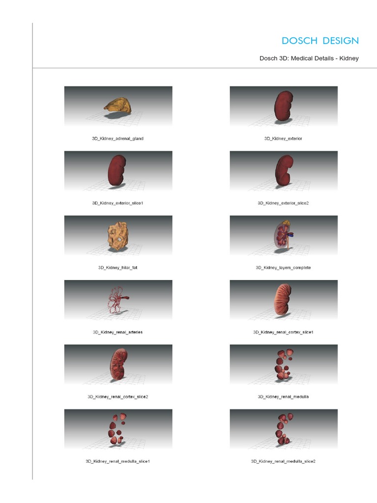 Dosch Design: Dosch 3D: Medical Details - Kidney | PDF
