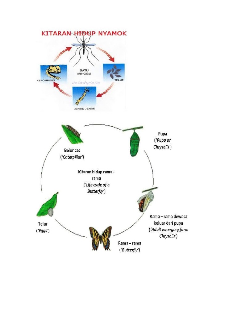 Kitaran Hidup Rama2 | PDF