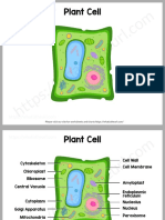 Plant Cell Charts and Worksheets