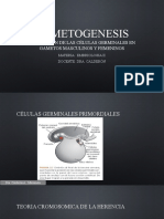 Gametogenesis - Embriologia II