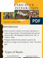 Mallard Duck - Rice Integration