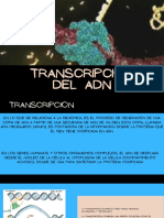 Transcripcion Del Adn