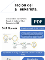 Organización del genoma eukariota