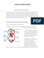 Qué Es El Sistema Cardiovascular y Cuál Es Su Función