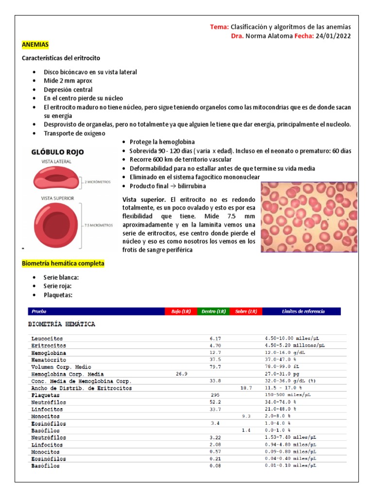 Clasificación de Anemias y Causas | PDF | Anemia | Glóbulo rojo