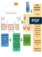 Mecanismo de Acción Anestésicos