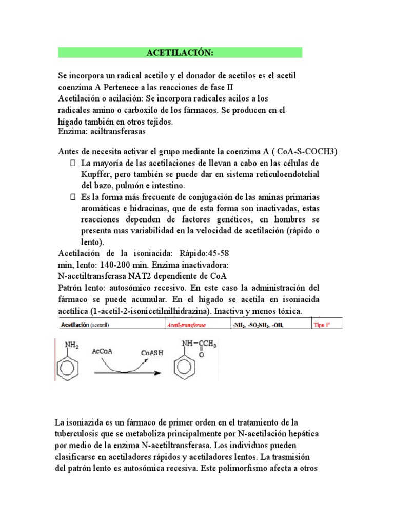 Acetilación y Metabolismo de Isoniazida | PDF | Metabolismo | Enzima