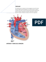 Sistema Cardiovascular 2