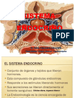 Sistema endocrino en