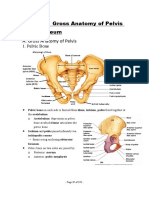 Gross Anatomy of the Pelvis and Perineum