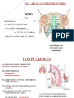 2-Copia Fisio Respiratorio