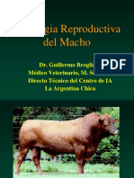 Fisiologia Reproductiva Macho