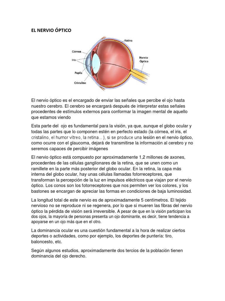 Función y Estructura del Nervio Óptico | PDF | Relaciones personales ...