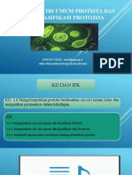 Protista ANI ROBIANTI