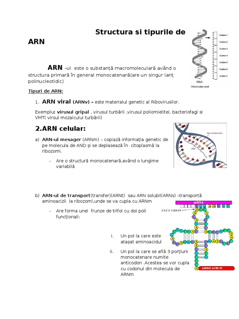 Structura Si Tipurile de ARN | PDF