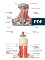 Musculos Anexos