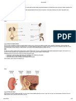 Sistema Urinario
