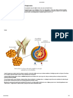 Sistema respiratório - trajeto do ar e órgãos