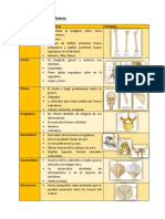 Clasificacion de Los Huesos