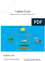 Carbon Cycle 2020