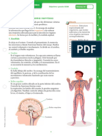 APROBADO CCNN 7EGB Sistema-Nervioso