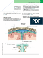 Anatomía-GRAY (Meninges)