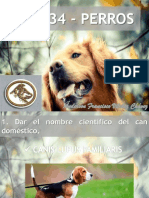 EspecialidaD Perros - Portal