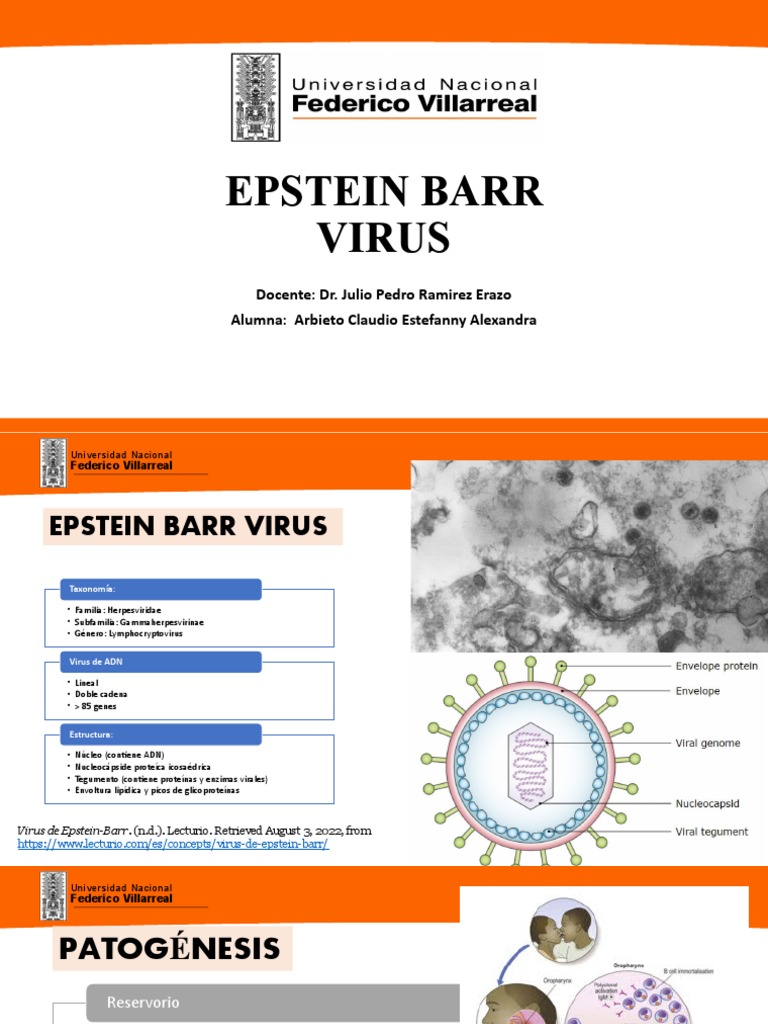 Virus Epstein-Barr: Estructura y Enfermedades | PDF | Virus ...