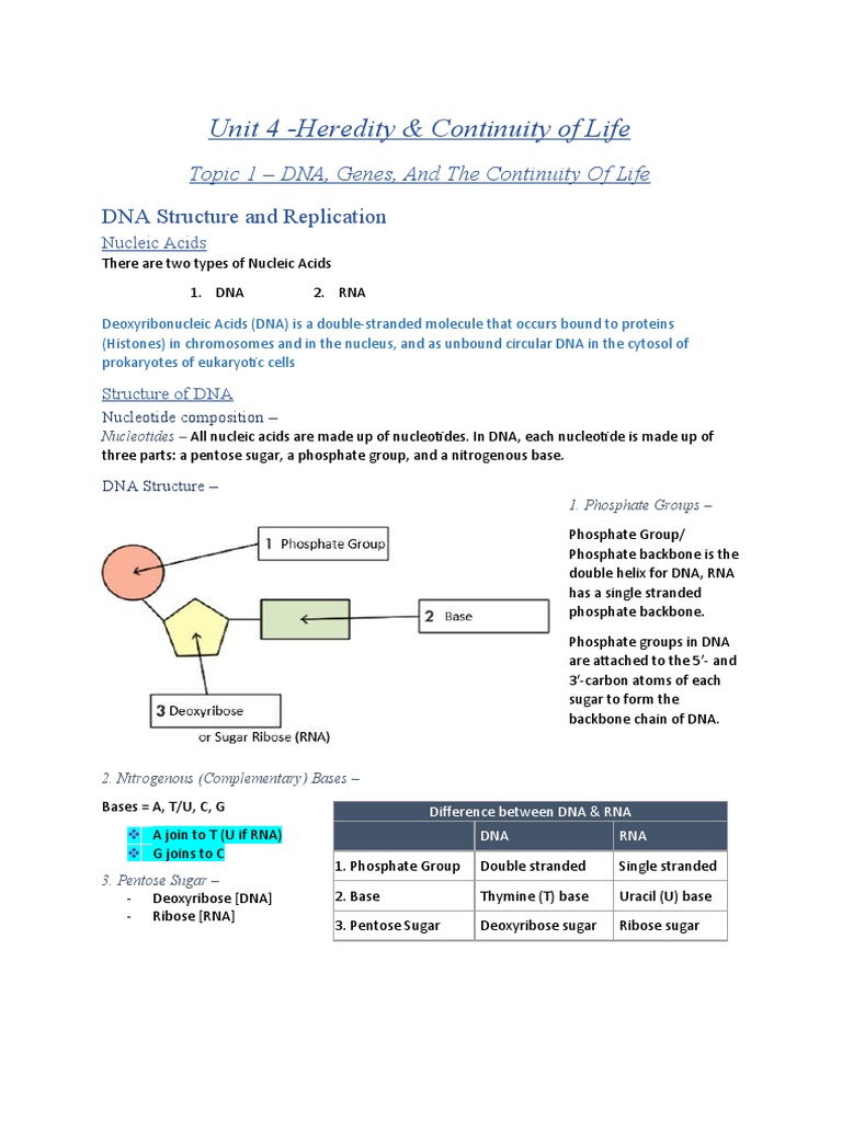 DNA Structure and Replication Overview | PDF | Dna | Messenger Rna