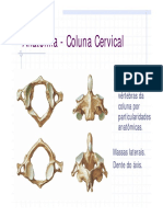 Anatomia da coluna cervical e suas particularidades