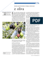 Aceite de Oliva: Tradicional Sabor Mediterráneo, Rejuvenecido en Tierras Uruguayas
