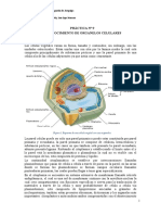 P9 - Reconocimiento de Organelos Celulares