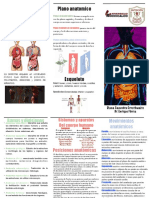 Anatomía humana: planos y posiciones anatómicas