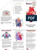 Corazón: Estructura y Función del Órgano Circulatorio