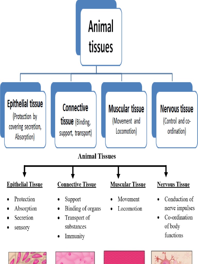 Types of Animal Tissue (1) PDF