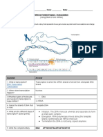 3c. DNA To Protein Project - Transcription Model