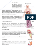 Qué Es El Aparato Digestivo