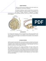 Procesos de Division Celular