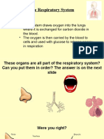 Respiratory System 25th May