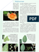 PFRD_1999_Malvaceae