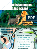 Primeiros Socorros em Caes Gatos