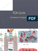 TCA Cycle