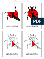 Coccinelle