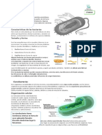 Las Bacterias