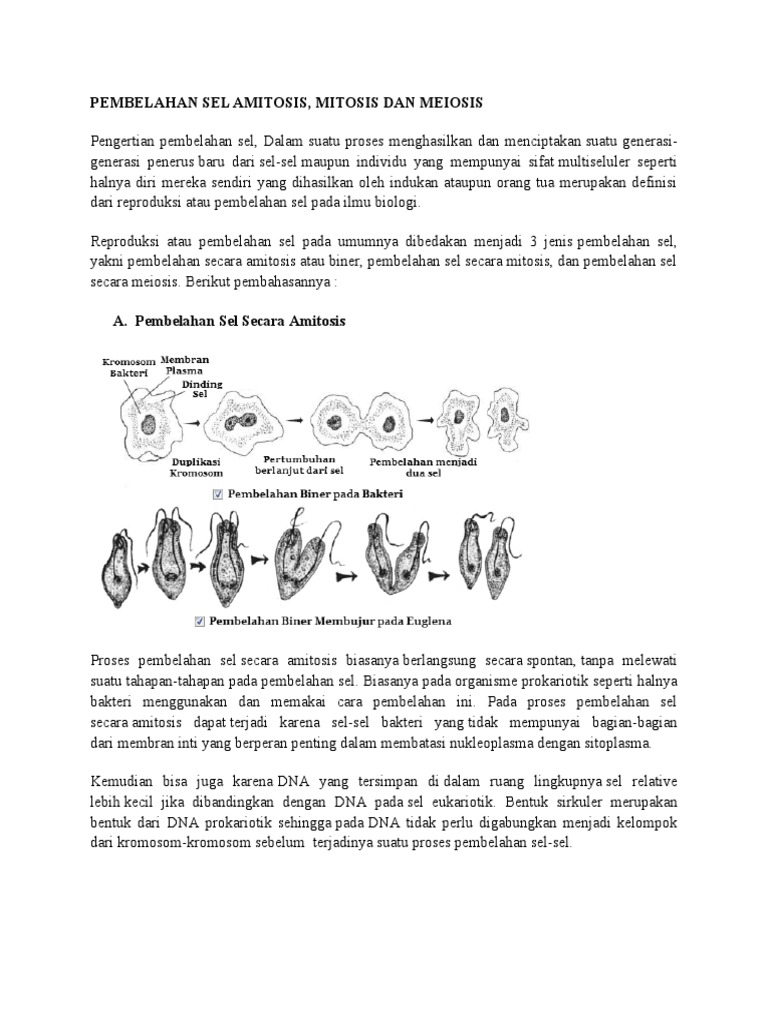 Proses Pembelahan Sel Amitosis dan Mitosis | PDF | Sains & Matematika