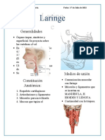 Apuntes Laringe