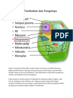 Struktur Sel Tumbuhan Dan Fungsinya Cuma 8