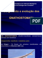 6-Gnatostomata_e_condricties